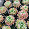 Echeveria 'Red Hole'