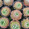 Echeveria 'Red Hole'
