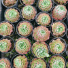 Echeveria 'Red Hole'