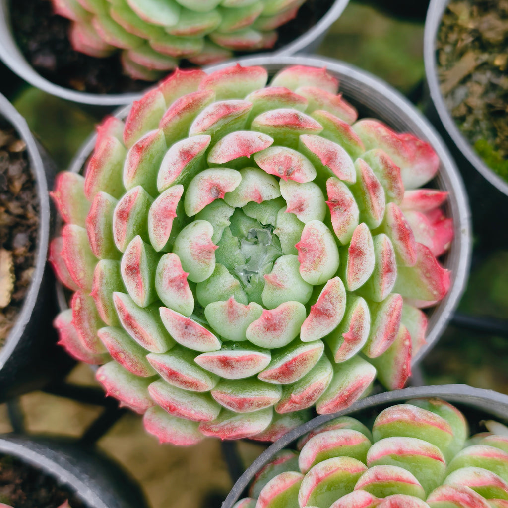 [PACK of 10 PLANTS] x  Echeveria 'Heart Throb' (CH)