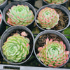 [PACK of 10 PLANTS] x  Echeveria 'Heart Throb' (CH)