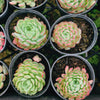 [PACK of 10 PLANTS] x  Echeveria 'Heart Throb' (CH)