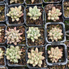 [PACK of 10 PLANTS] x Pachyveria Red Angel's Fingers