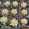 [PACK of 10 PLANTS] x Pachyveria Red Angel's Fingers