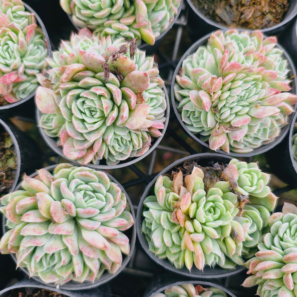 [PACK of 10 PLANTS] x Echeveria elegans 'Potosina' ( 3-4H)