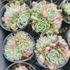 [PACK of 10 PLANTS] x Echeveria elegans 'Potosina' ( 3-4H)