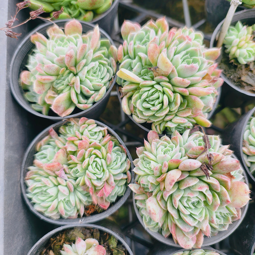 Echeveria elegans 'Potosina' ( 3-4H)