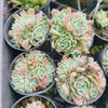 Echeveria elegans 'Potosina' ( 3-4H)
