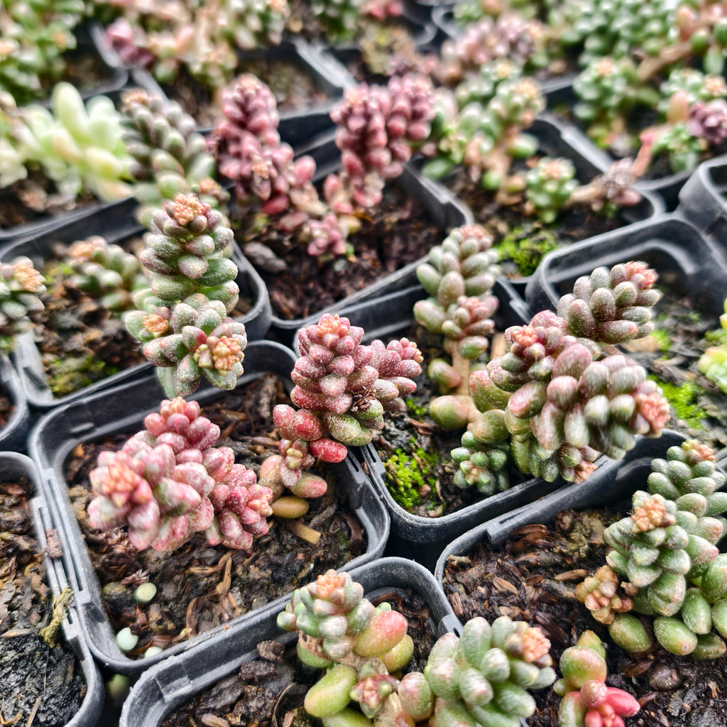 [PACK of 10 PLANTS] x Sedum furfuraceum