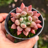 Pachyveria Red Angel's Fingers