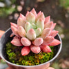 [PACK of 10 PLANTS] x Pachyveria Red Angel's Fingers