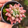 [PACK of 10 PLANTS] x Pachyveria Red Angel's Fingers