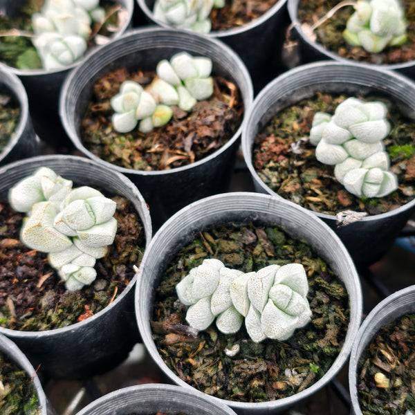Crassula deceptor