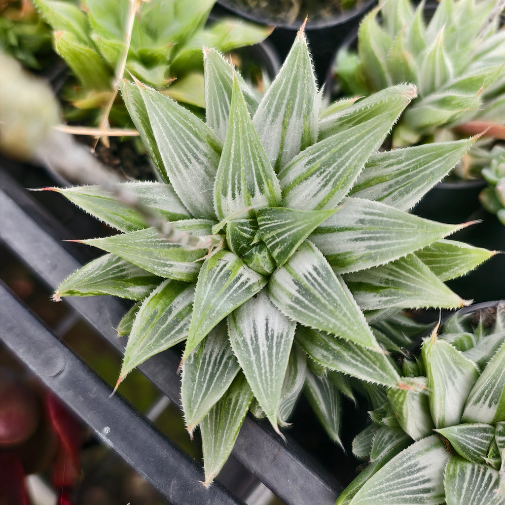 [PACK of 10 PLANTS] x Haworthia Retusa 'White Ghost