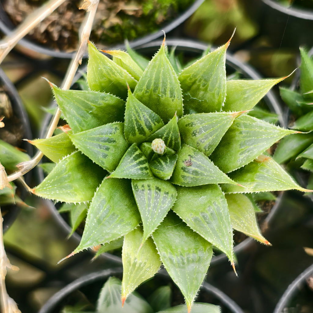 [PACK of 10 PLANTS] x Haworthia retusa f. multilineata