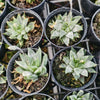 [PACK of 10 PLANTS] x Haworthia Retusa 'White Ghost