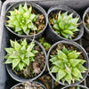 [PACK of 10 PLANTS] x Haworthia retusa f. multilineata