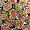 Sempervivum 'More Honey' (NO PUP)