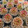 Sempervivum 'More Honey' (NO PUP)