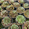 Jovibarba heuffelii 'Aphrodite'