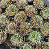 [PACK of 10 PLANTS] x Jovibarba heuffelii 'Aphrodite'