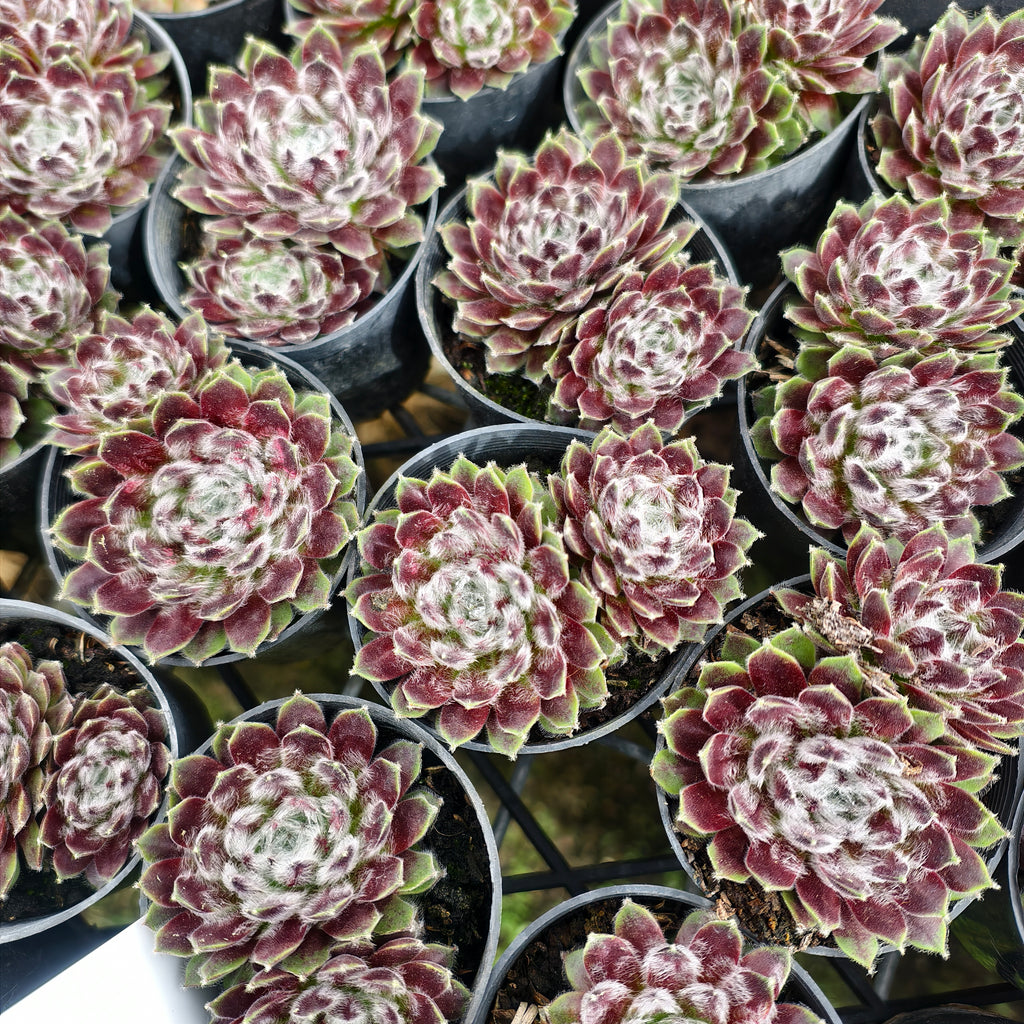 [PACK of 10 PLANTS] x Sempervivum 'Pacific Feather Power'