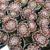 [PACK of 10 PLANTS] x Sempervivum 'Pacific Feather Power'