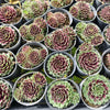 Sempervivum 'Black mini'