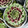 Sempervivum 'Black mini'