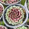 Sempervivum 'Black mini'