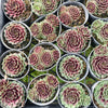 [PACK of 10 PLANTS] x Sempervivum 'Black mini'