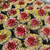 Sempervivum 'Marland's Beauty'