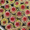 Sempervivum 'Marland's Beauty'