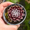 Sempervivum 'Pacific Feather Power'