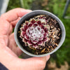 Sempervivum 'Pacific Feather Power'
