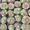 [PACK of 10 PLANTS] x Sempervivum 'Hairy Ball'