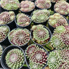 [PACK of 10 PLANTS] x Sempervivum 'Hairy Ball'