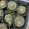 [PACK of 10 PLANTS] x Sempervivum 'Hairy Ball'