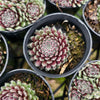 Sempervivum 'Hairy Ball'