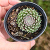 Sempervivum 'Hairy Ball'