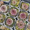 [PACK of 10 PLANTS] x Sempervivum cv. 'Mahogany'