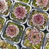 Sempervivum cv. 'Mahogany'