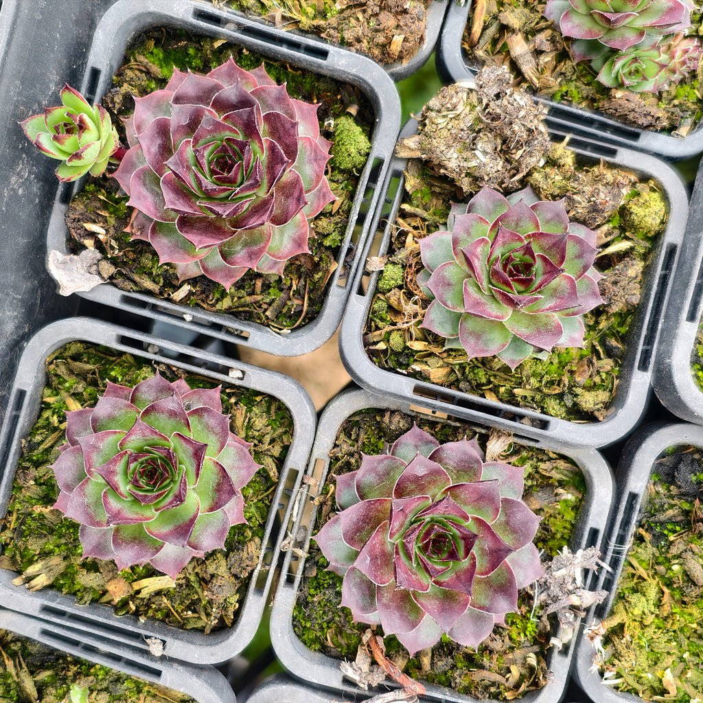 [PACK of 10 PLANTS] x Sempervivum cv. 'Mahogany'