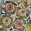 [PACK of 10 PLANTS] x Sempervivum cv. 'Mahogany'