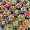 Sempervivum 'Gay Jester'