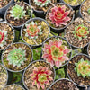 [PACK of 10 PLANTS] x Sempervivum 'Gay Jester'