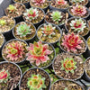 [PACK of 10 PLANTS] x Sempervivum 'Gay Jester'