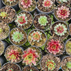 Sempervivum 'Gay Jester'
