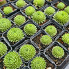 [PACK of 10 PLANTS] x Sempervivum 'Georgette'