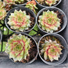 [PACK of 10 PLANTS] x Sempervivum Bernstien